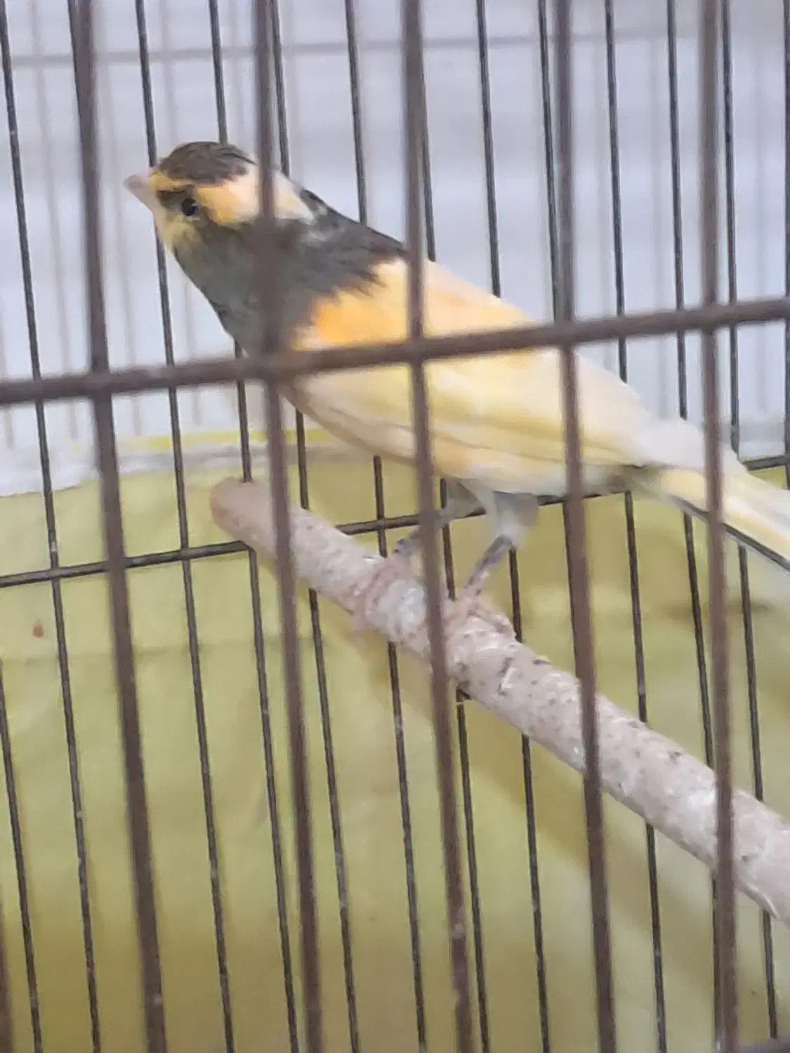 قناری نر|پرنده|برخوار, |دیوار