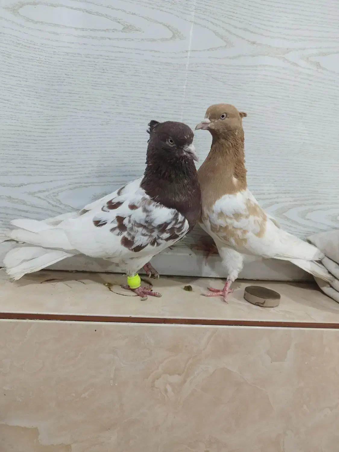 کله ای|پرنده|اهواز, شهرک رزمندگان|دیوار