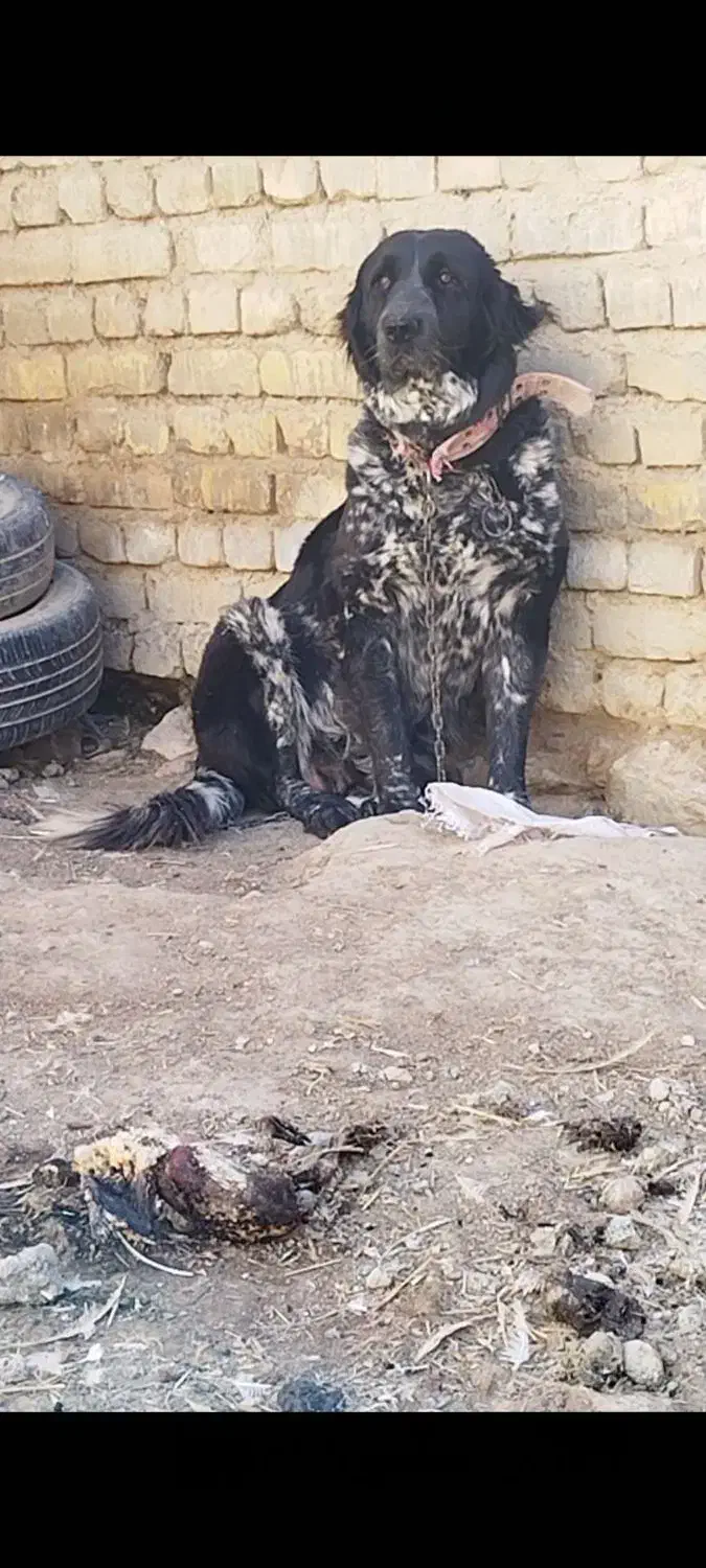 لاس رنگ خاص|سگ|داران, |دیوار