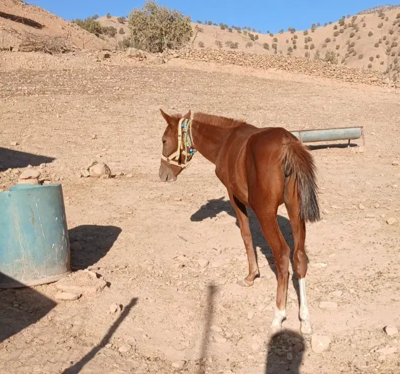 مادیون|اسب و تجهیزات اسبسواری|ایذه, |دیوار