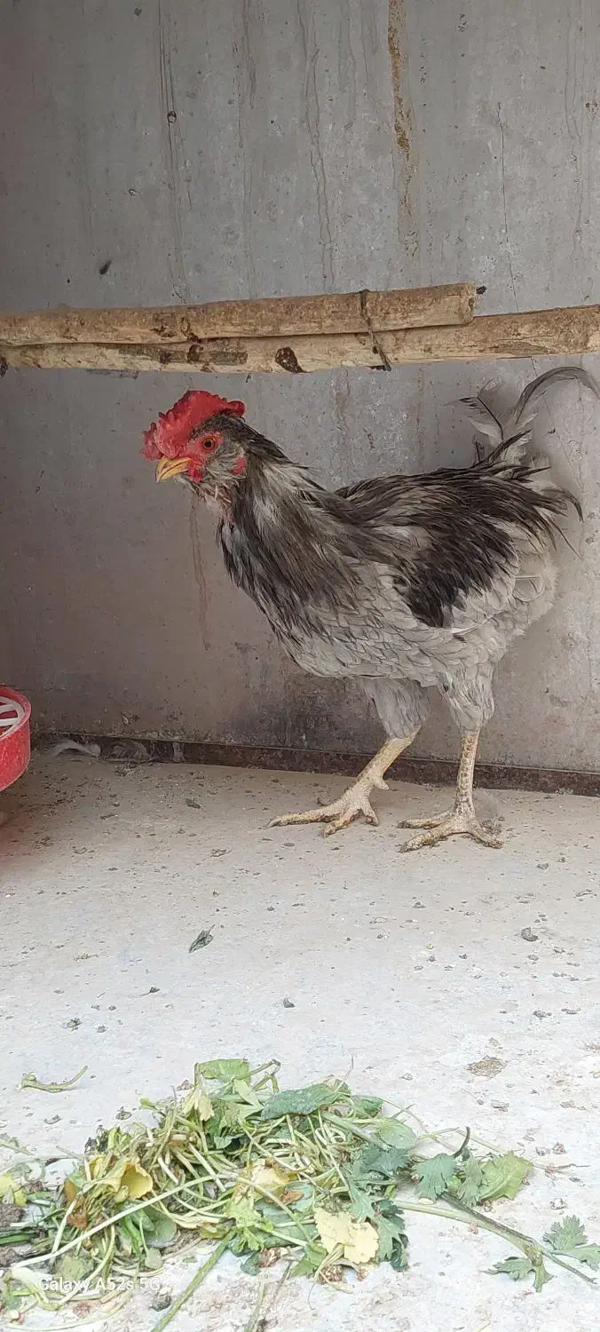 خروس گلین بدون غلط|حیوانات مزرعه|کهریزک, |دیوار