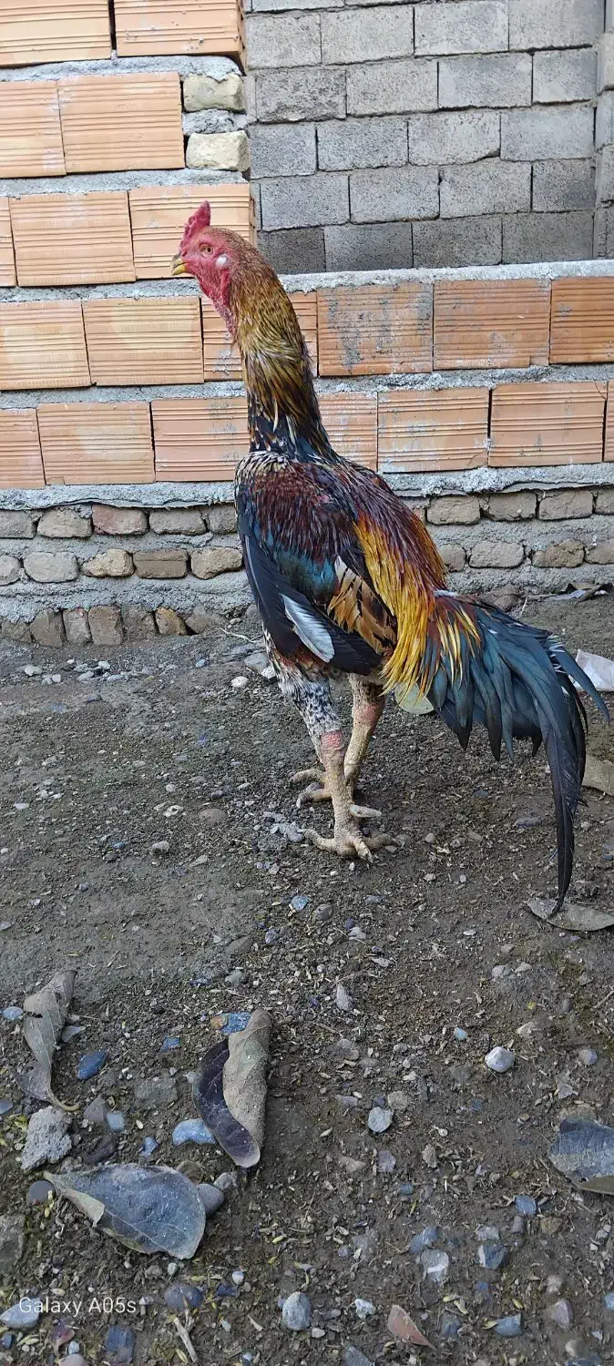 خروس لاری اوشامو|حیوانات مزرعه|فاضل آباد, |دیوار