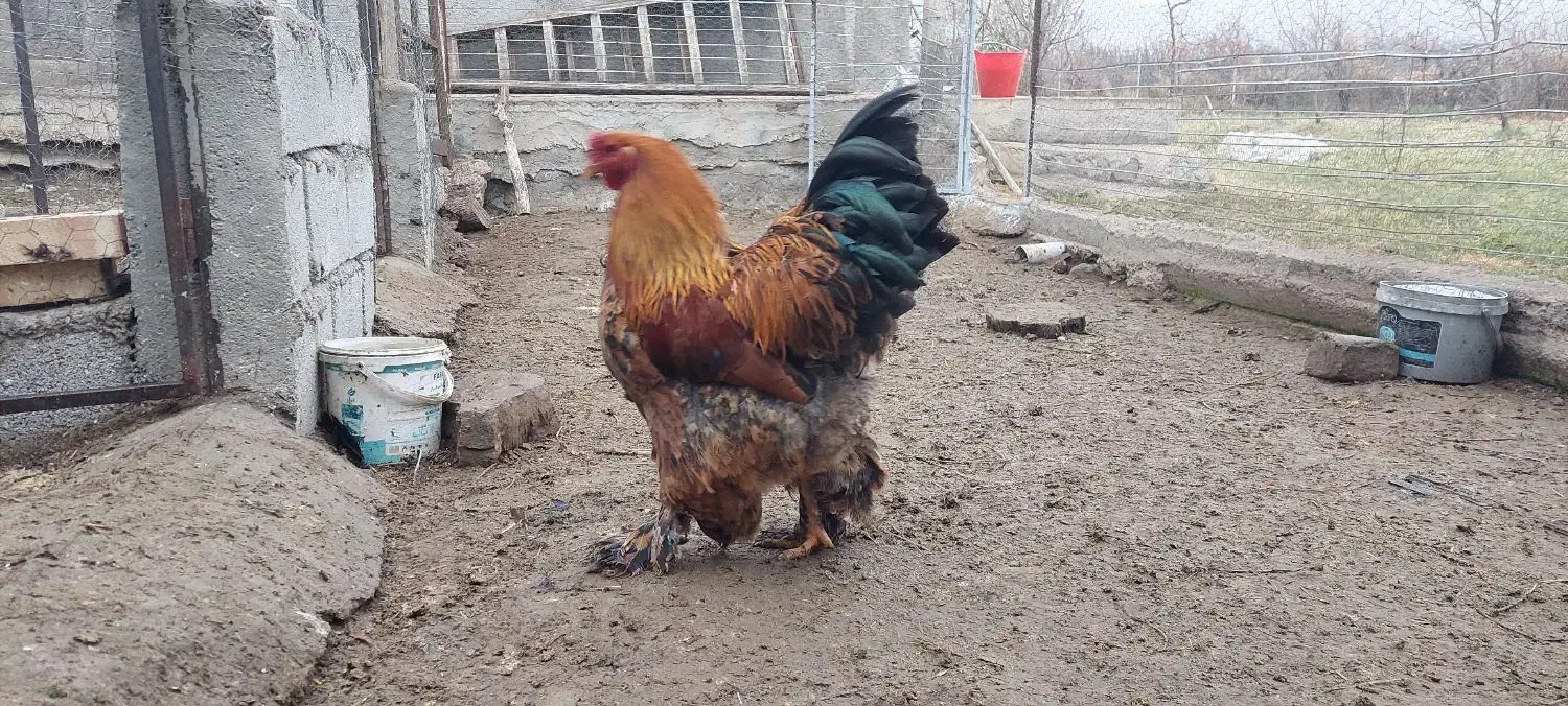 خروس برهما|حیوانات مزرعه|جلفا, |دیوار