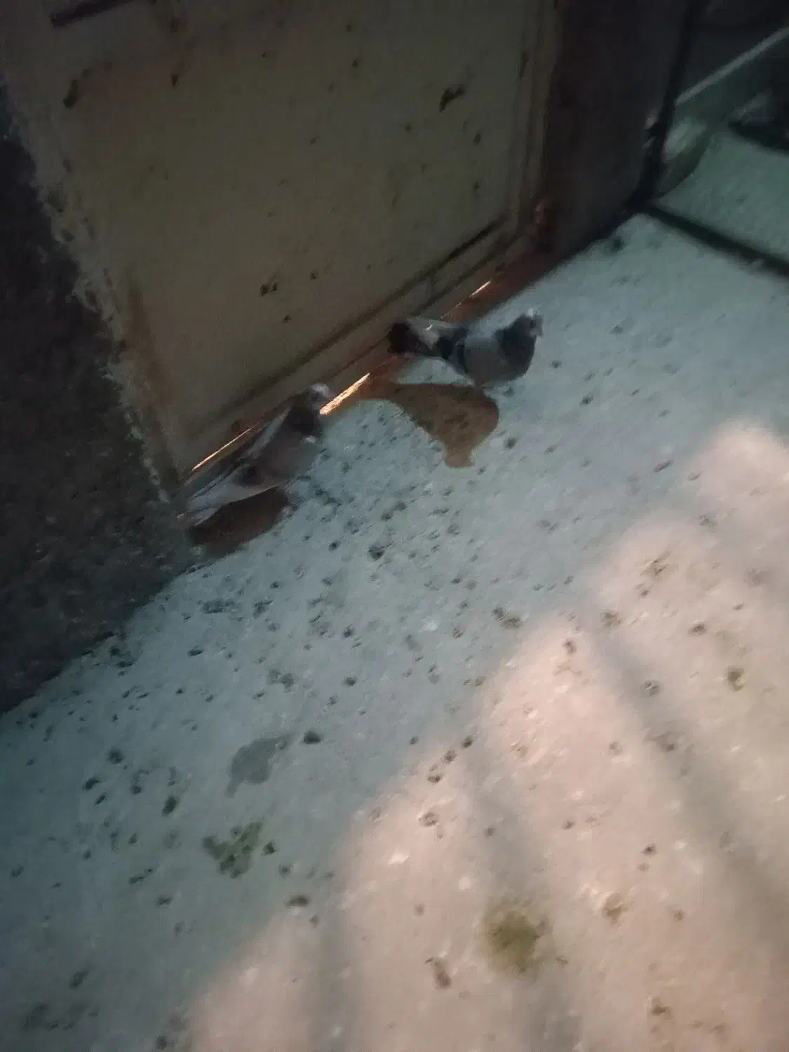 جوجه تهرونی|پرنده|خمینی‌شهر, |دیوار