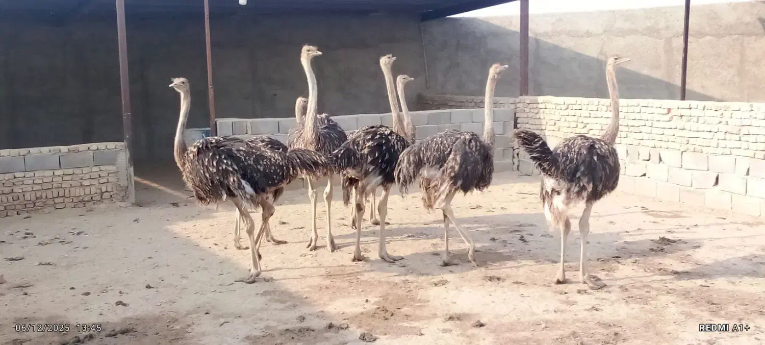 شترمرغ 5 ماه|حیوانات مزرعه|خاوران, |دیوار