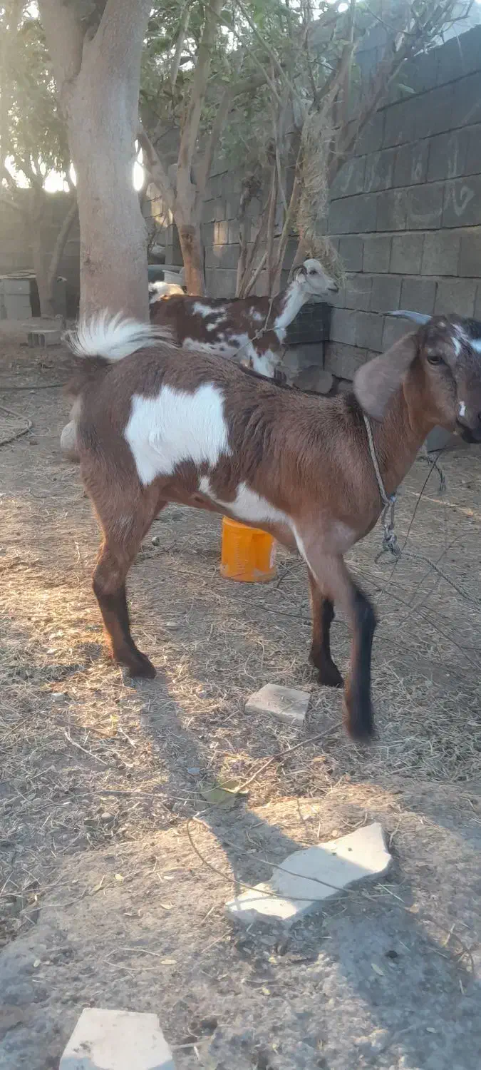 فروش دوعددتالی بزرگ|حیوانات مزرعه|میناب, |دیوار