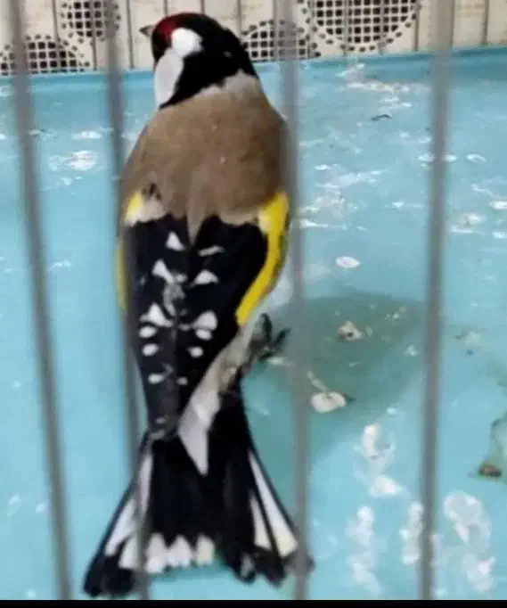 سهره نر|پرنده|اردبیل, |دیوار