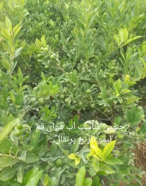 تولیدمرکبات جنوب نهال زغال اخته درخت یاس هلندی|خدمات باغبانی و درختکاری|قم, تعویض پلاک|دیوار