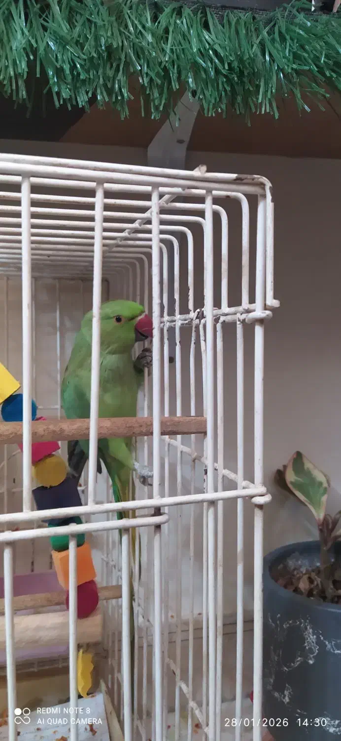 طوطی  ملنگو|پرنده|شهریار, شهرک وائین|دیوار