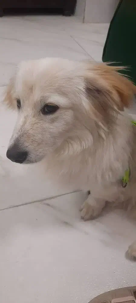 واگذاری باتعهد|سگ|فردیس, فرامرزیه|دیوار