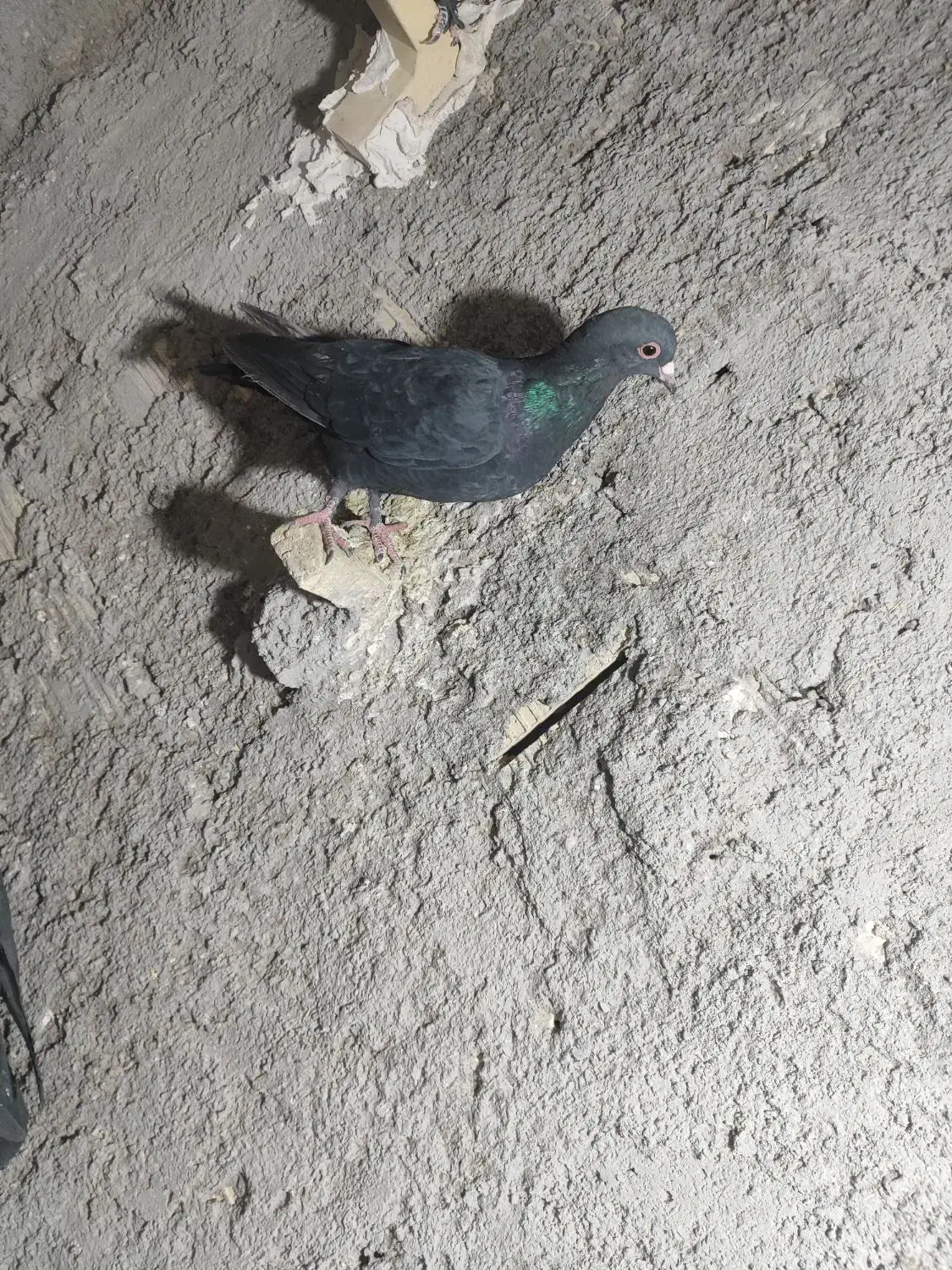 کلاغ|موتورسیکلت|رفسنجان, |دیوار