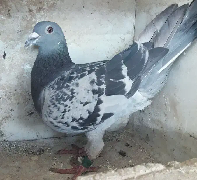 پلاکی|پرنده|لردگان, |دیوار