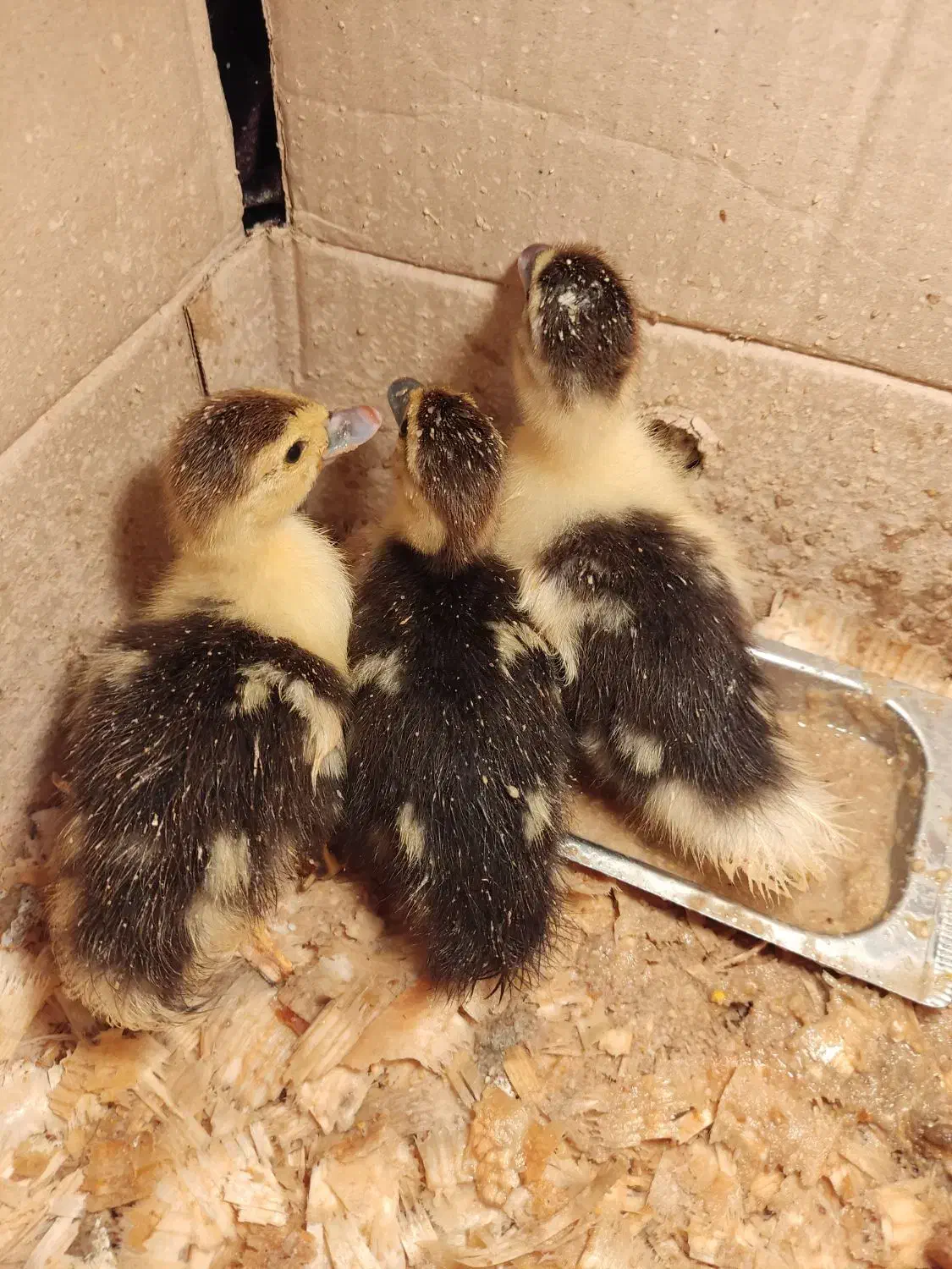 جوجه اردک اسرائلی|حیوانات مزرعه|لاهیجان, حاجی آباد|دیوار