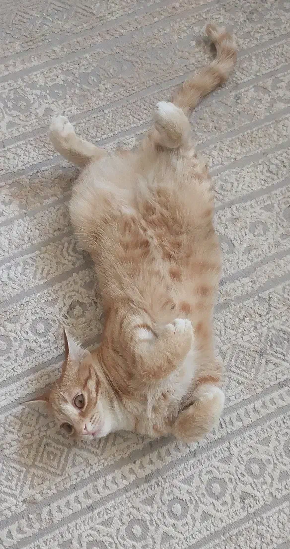 واگزاری *رایگان گربه*|گربه|قم, زنبیل آباد|دیوار