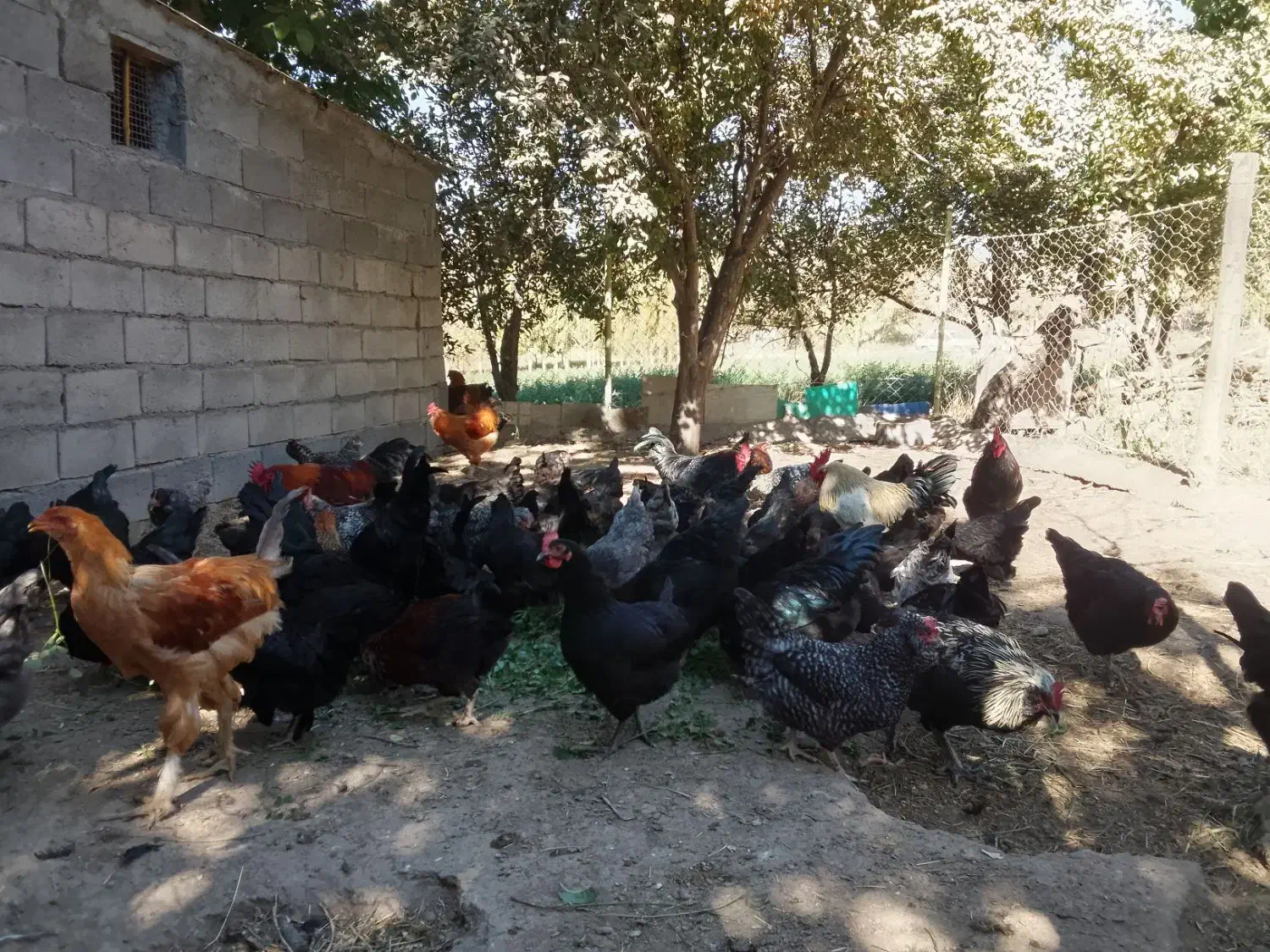 تخم مرغ نطفه دار|حیوانات مزرعه|زنجان, |دیوار