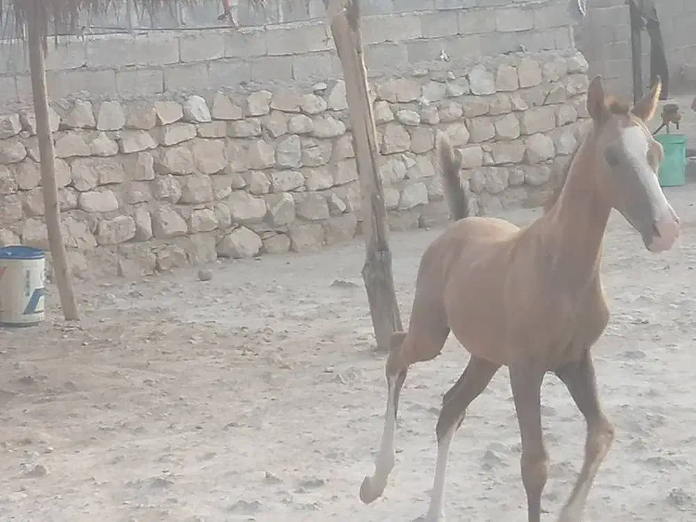 فروش اسب دره‌شوری|اسب و تجهیزات اسب‌سواری|خنج, |دیوار