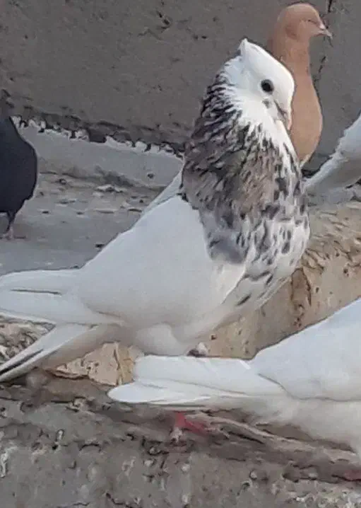 نرو ماده طوق هفت رنگ و سرخ کرمانشاهی کاکل|پرنده|زابل, |دیوار