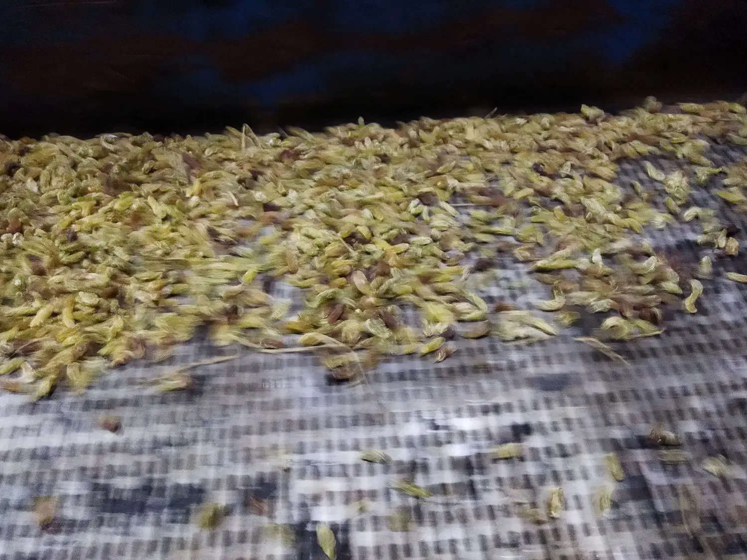 دمگیری کشمش|خوردنی و آشامیدنی|نیشابور, ۲۲ بهمن|دیوار