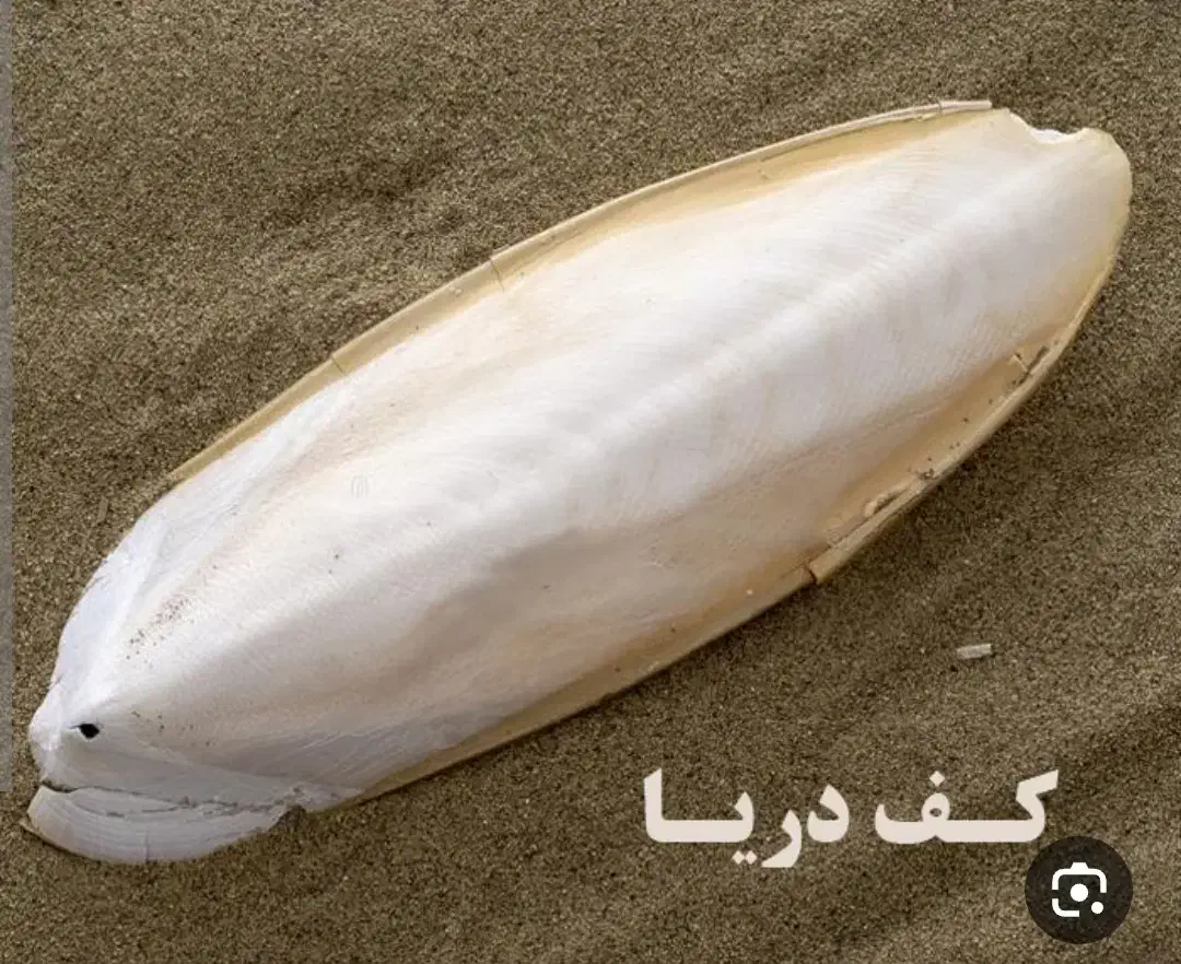 کف دریا|پرنده|بندر گناوه, |دیوار