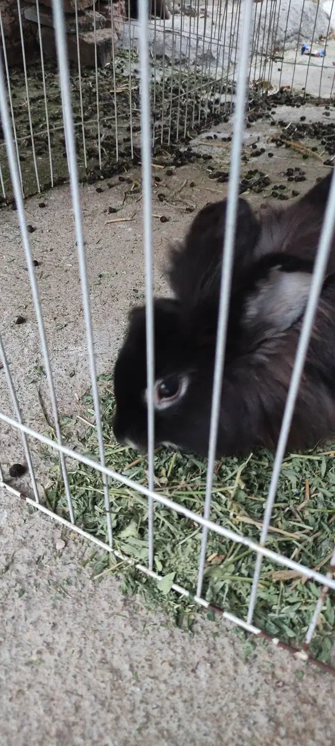 واگذاری خرگوش|موش و خرگوش|بروجرد, |دیوار