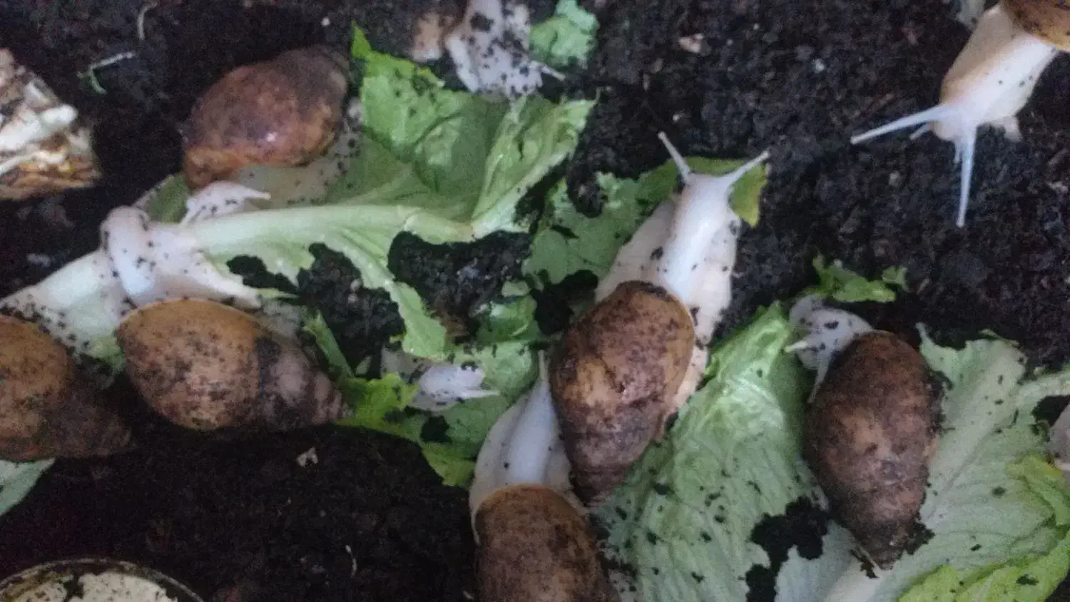 حراج حلزون در اندازه های مختلف|خزنده|تهران, قیطریه|دیوار