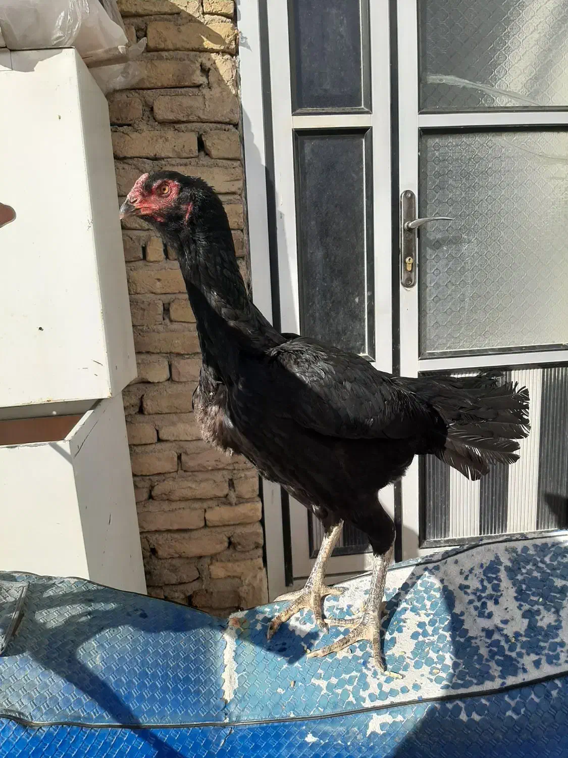 مرغ لاری سیاه|حیوانات مزرعه|چهاربرج, |دیوار