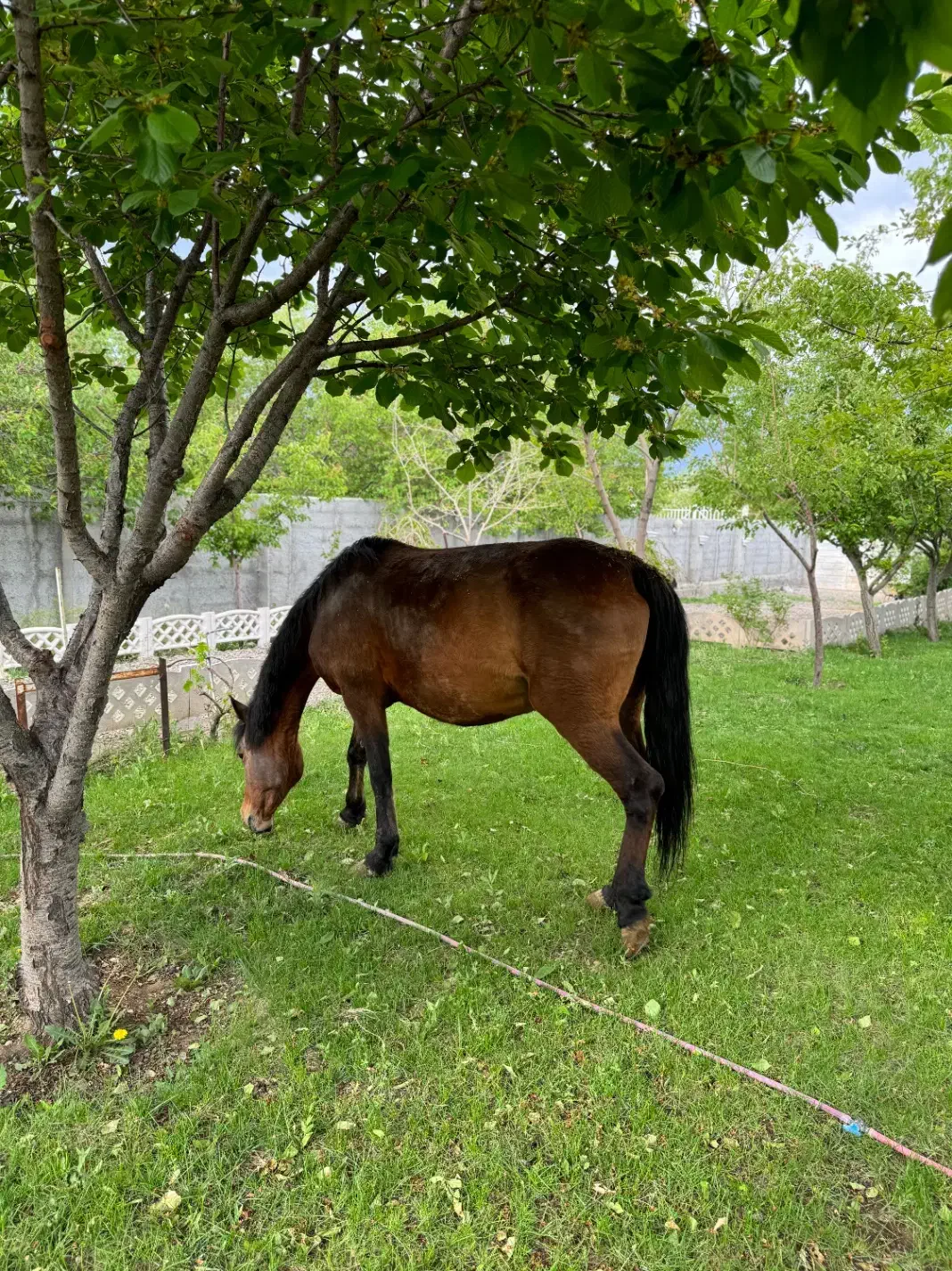 اسب ماده|اسب و تجهیزات اسبسواری|زنجان, |دیوار