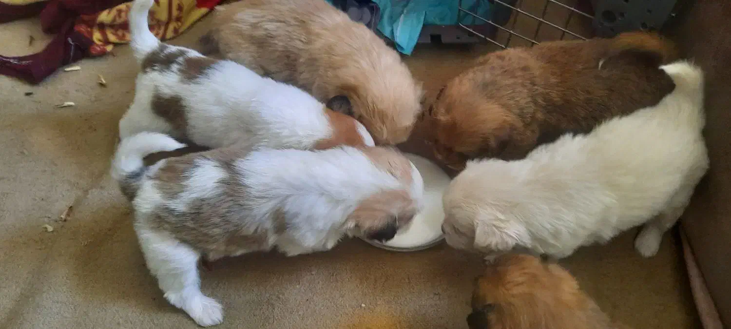 سگ اسپانیل تبتی|سگ|قم, صفائیه|دیوار