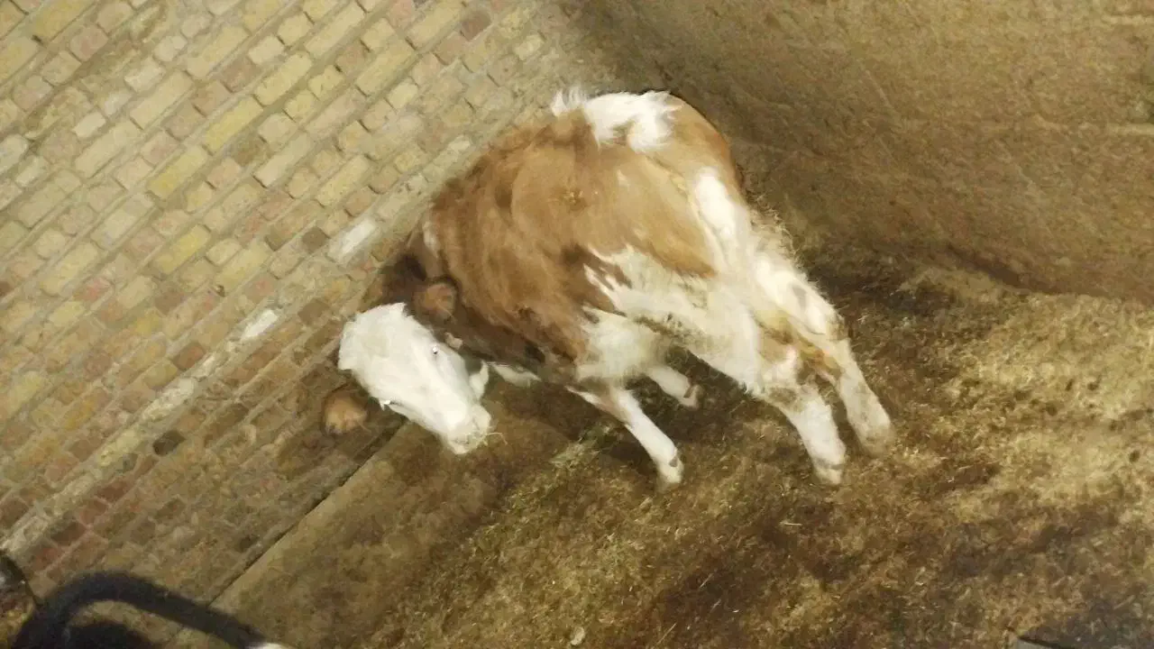 فروش گوساله|حیوانات مزرعه|بلبان آباد, |دیوار