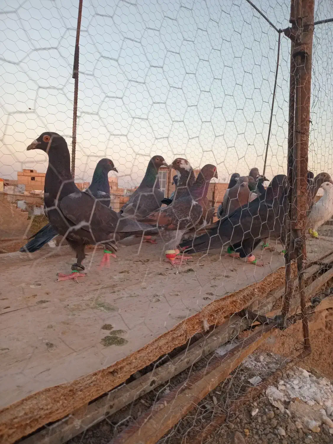 تا کفتر|پرنده|روداب, |دیوار