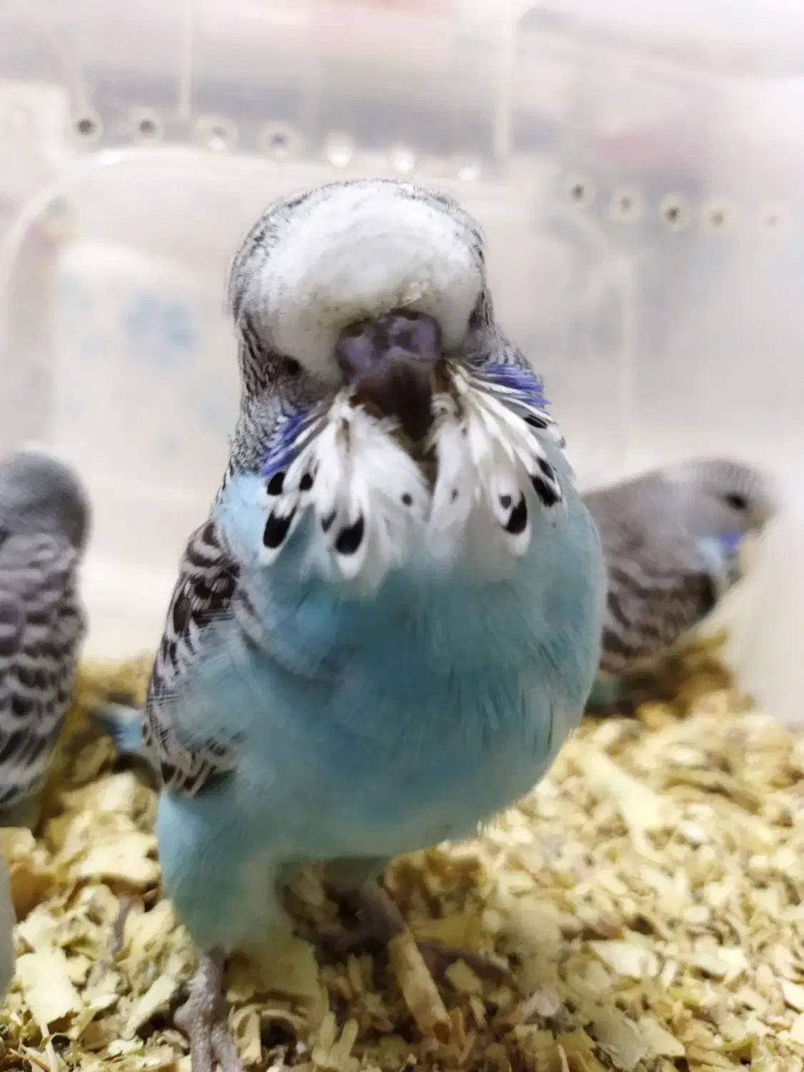 مرغ عشق انگلیسی|پرنده|اندیشه, اندیشه فاز ۲|دیوار