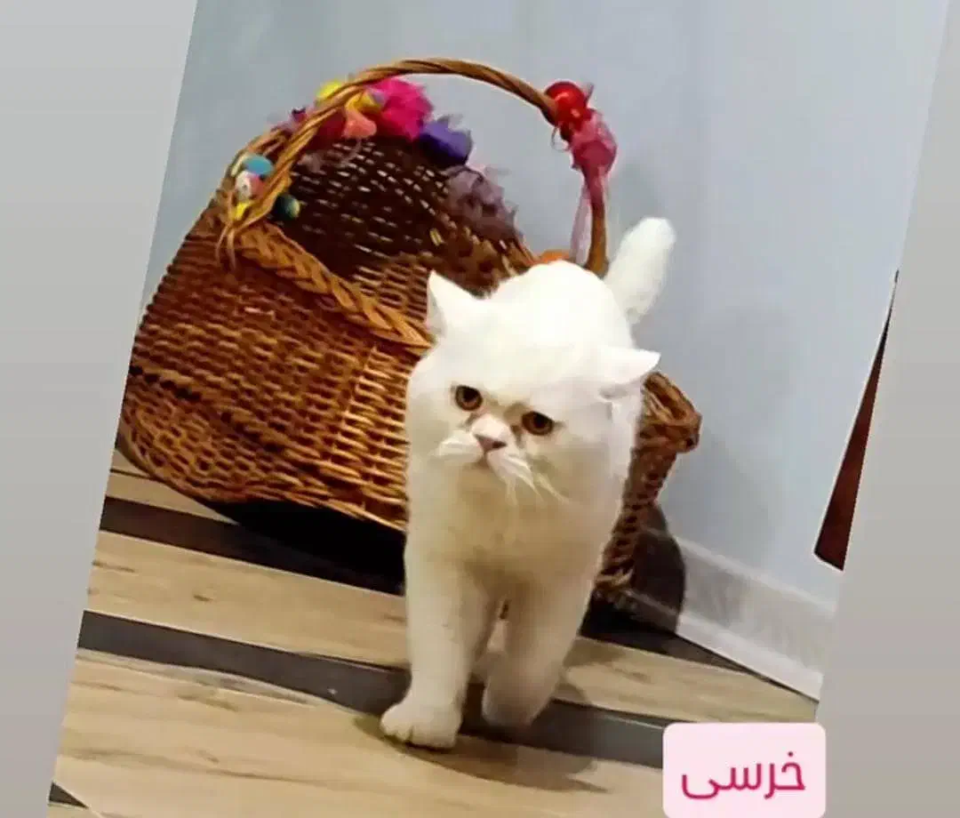 نر نژاد بریتیش اسکاتیش ۲و نیم ساله مولد|گربه|لنگرود, |دیوار