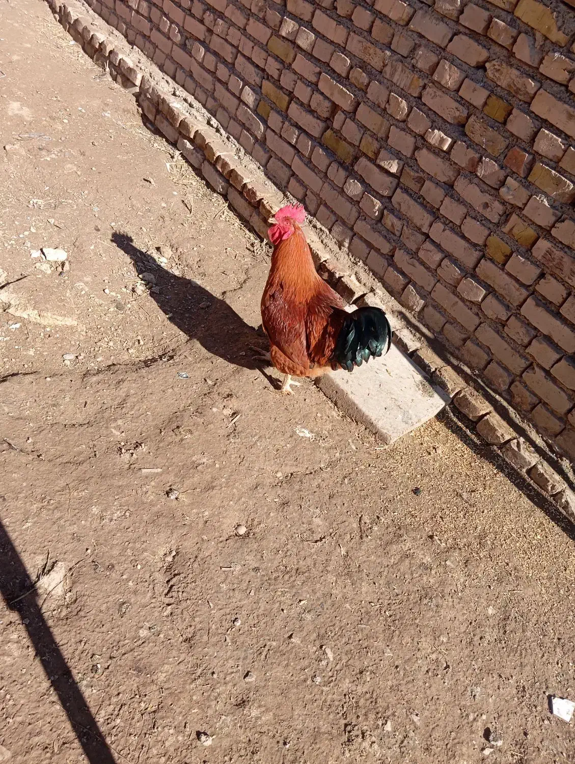 خروس محلی|حیوانات مزرعه|الوند, |دیوار