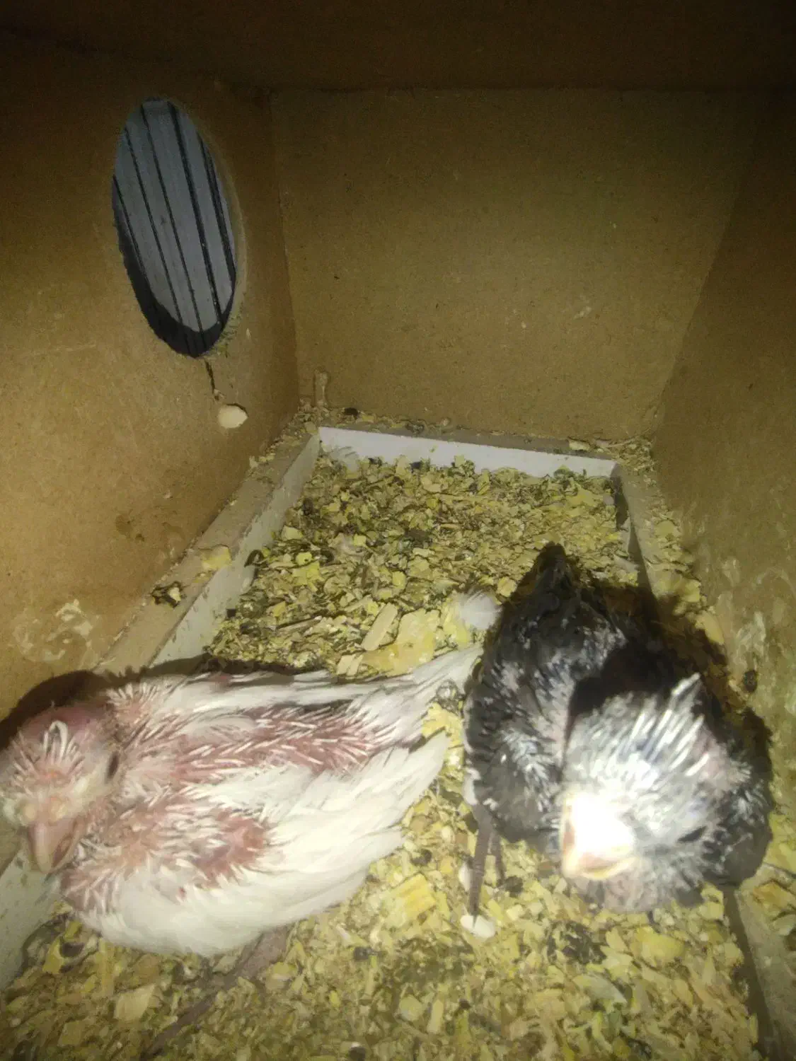 فروش جوجه عروس هلندی آلبینو و وایت فیس|پرنده|آبادان, |دیوار