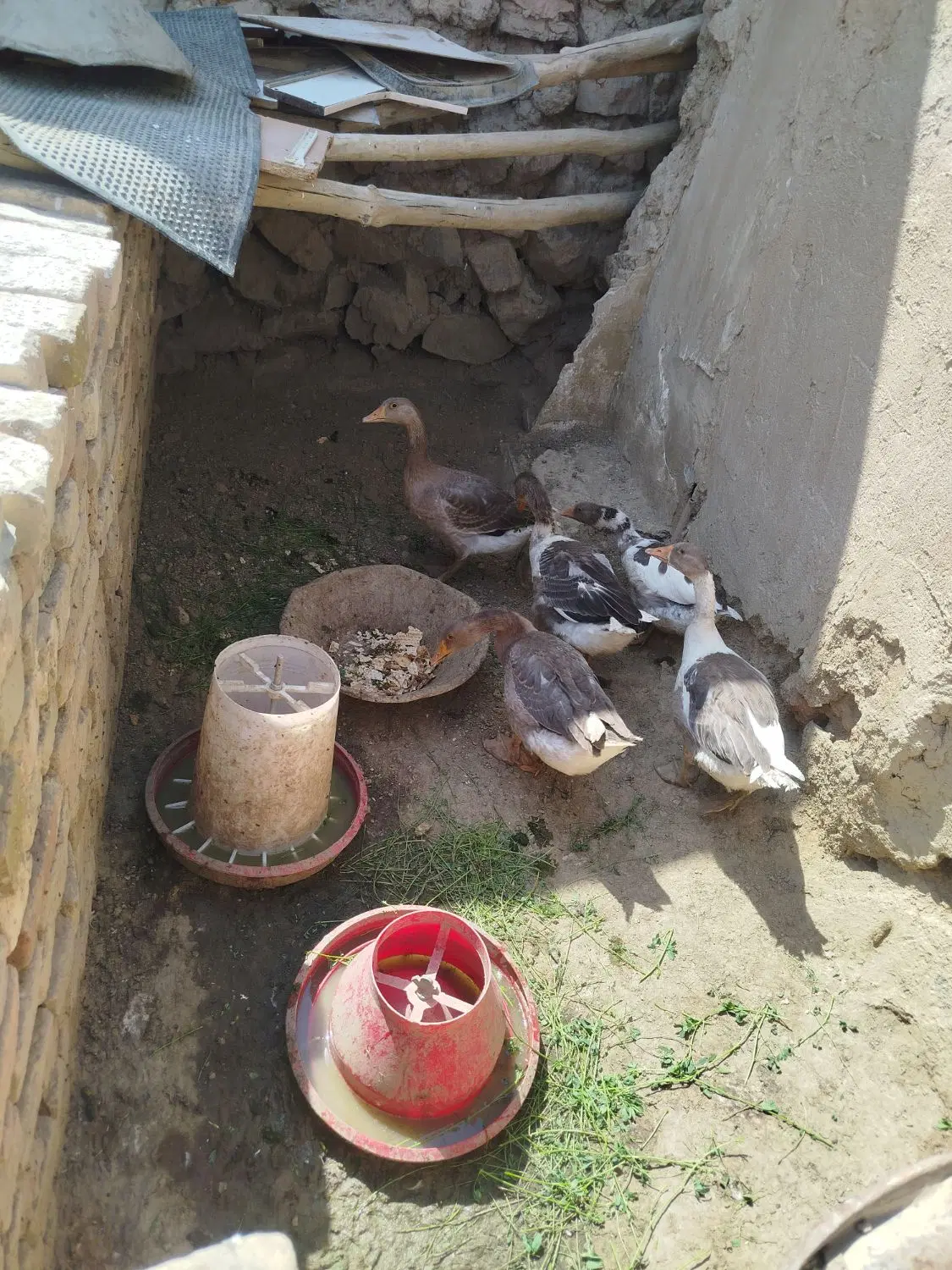 غاز|حیوانات مزرعه|همدان, |دیوار