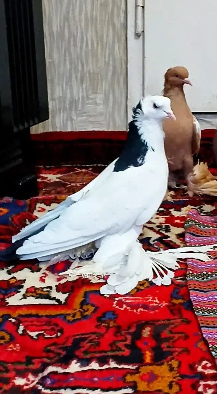 کبوتر|پرنده|تبریز, |دیوار