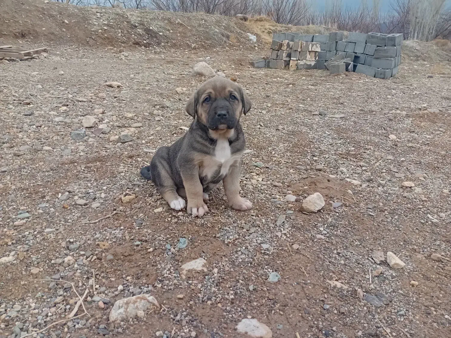 توله ماده‌ عراقی|سگ|ماهنشان, |دیوار