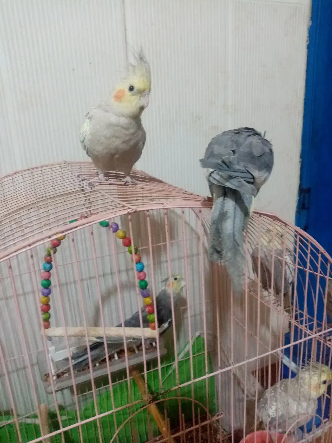 عروس هلندی|پرنده|درمیان, |دیوار