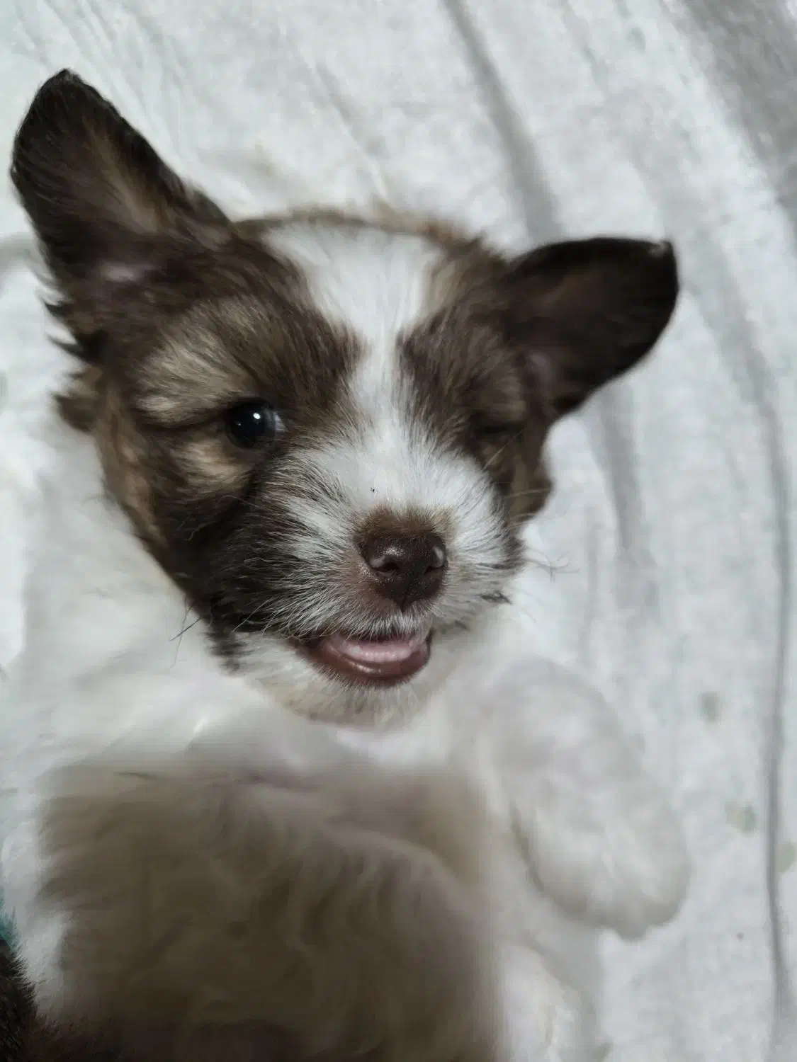 واگذاری توله شیتسو نر|سگ|ساری, |دیوار