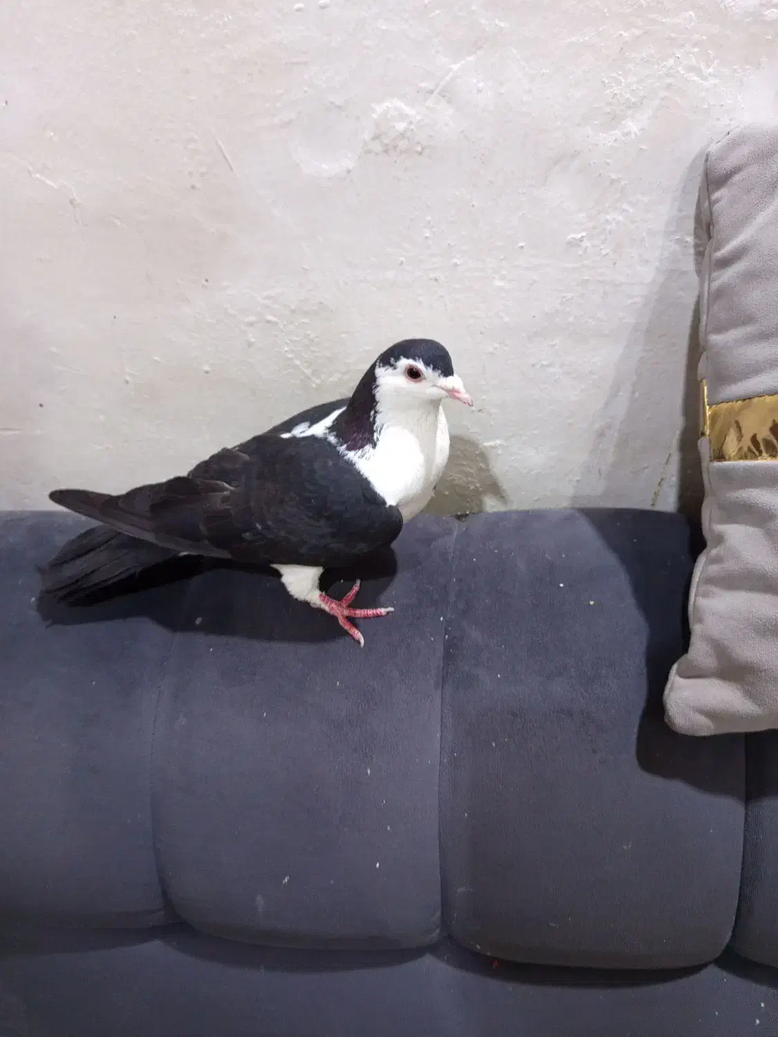 طاقی|پرنده|آران و بیدگل, |دیوار