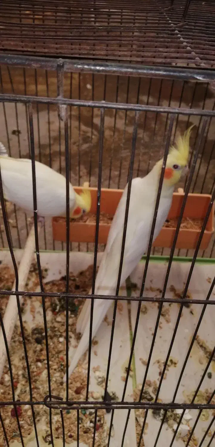 چند جفت عروس پاریس|پرنده|بندر ماهشهر, |دیوار