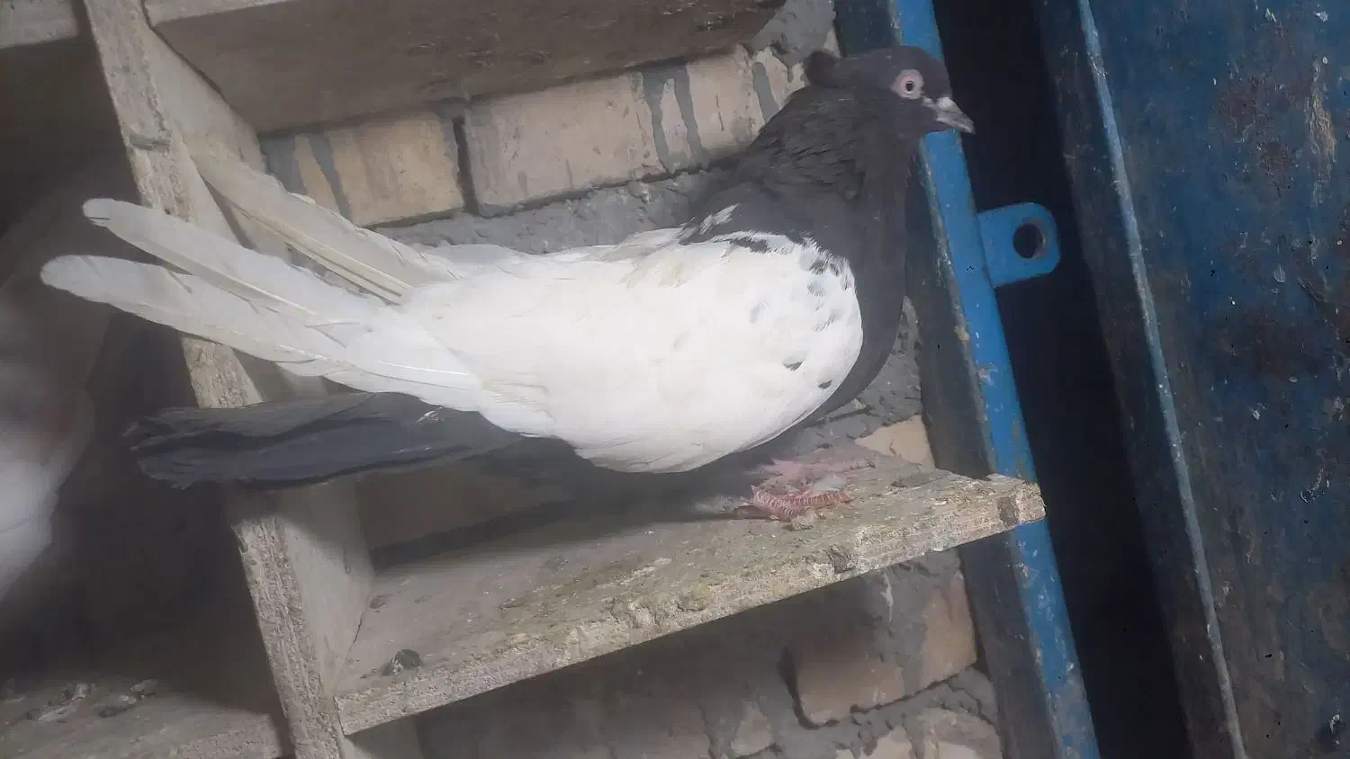 ماده سینه سیاه|پرنده|اهواز, پردیس|دیوار