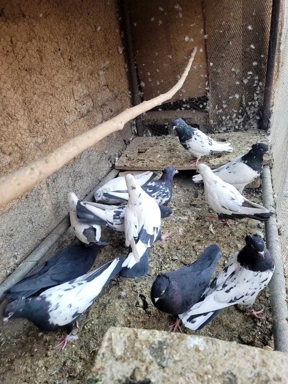 کفترکله سیاه دمبی سینه ای قیل کله ای سبز رنگی|پرنده|مبارکه, |دیوار