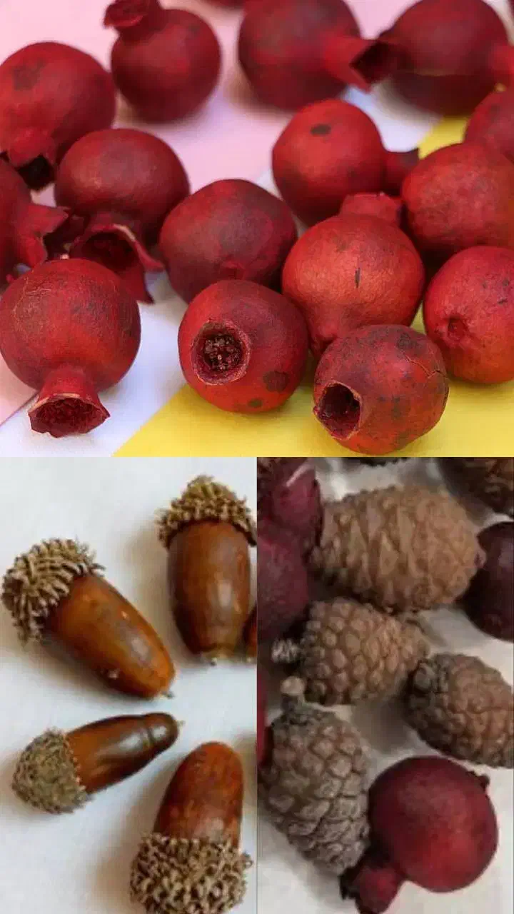 بلوط.کاج.انار زینتی. مینیاتوری|گل و گیاه طبیعی|ری, بازار گل خاوران|دیوار