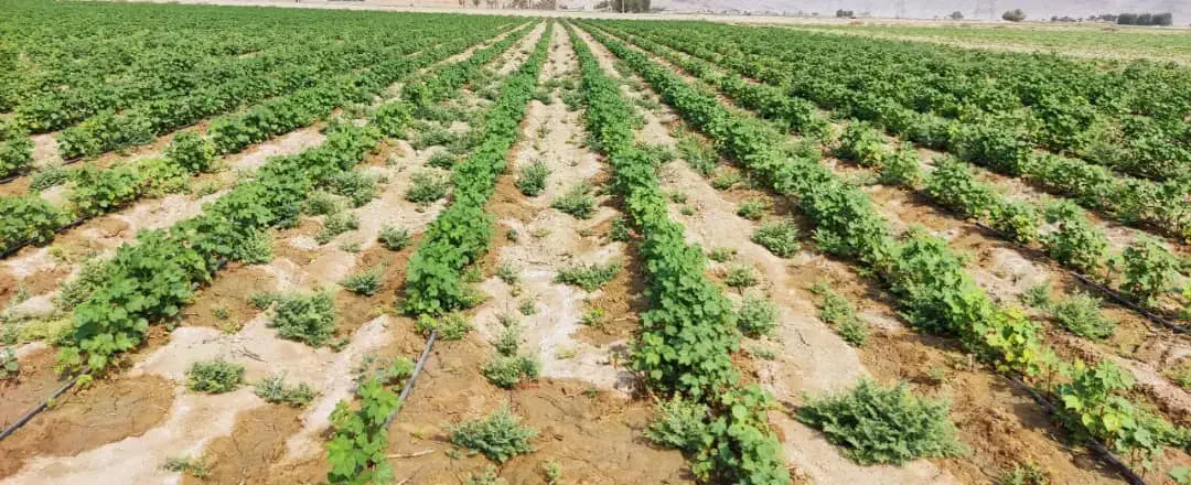 سبزی کار خوب تجربه داره باشه|خدمات باغبانی و درختکاری|لار, |دیوار