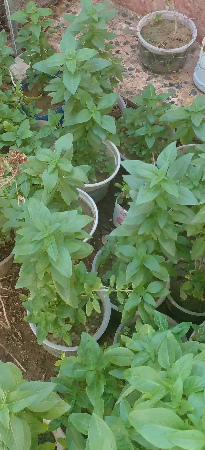 زیبا وخوشبو|گل و گیاه طبیعی|برازجان, |دیوار