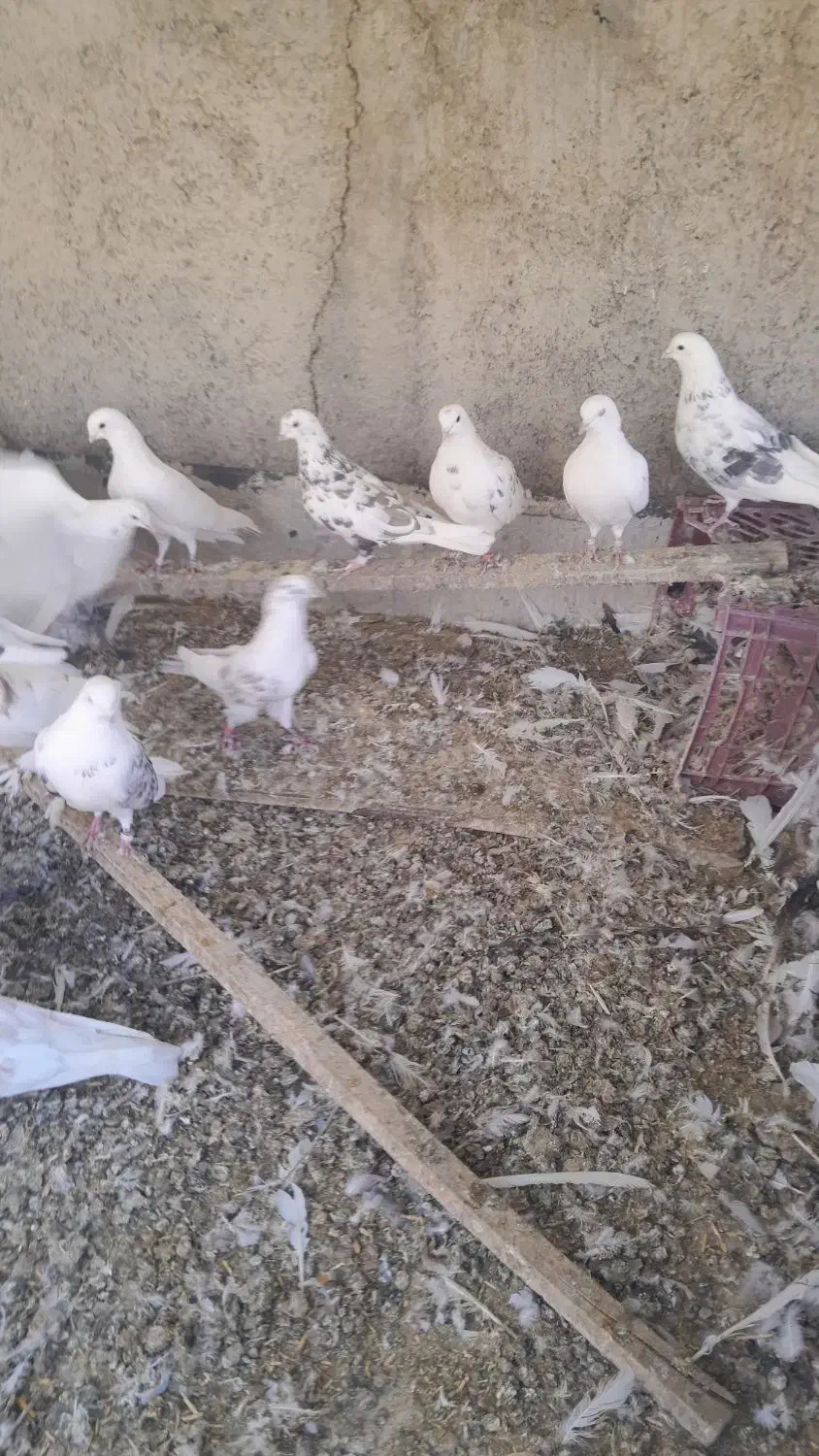 ۱۵ عدد کبوتر|پرنده|کرج, کمال‌شهر|دیوار