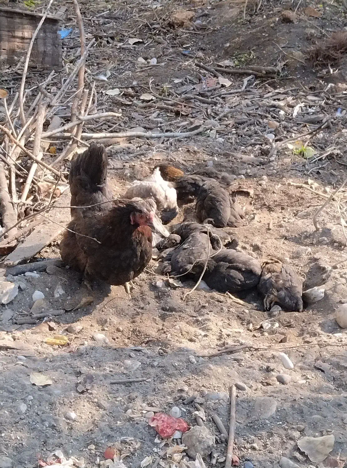 اردک ها و جوجه ها و خروس و مرغ ها|حیوانات مزرعه|چالوس, |دیوار