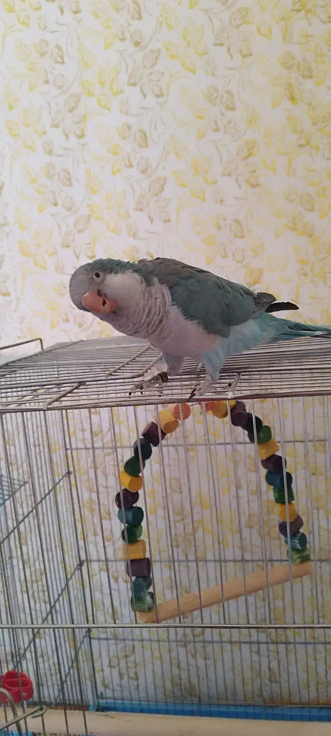 طوطی راهب|پرنده|ماهان, |دیوار