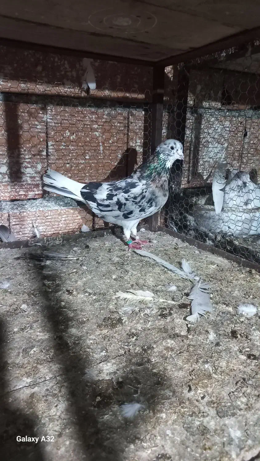 کبوتر پرشی و جوجه کشی|پرنده|بهشهر, |دیوار